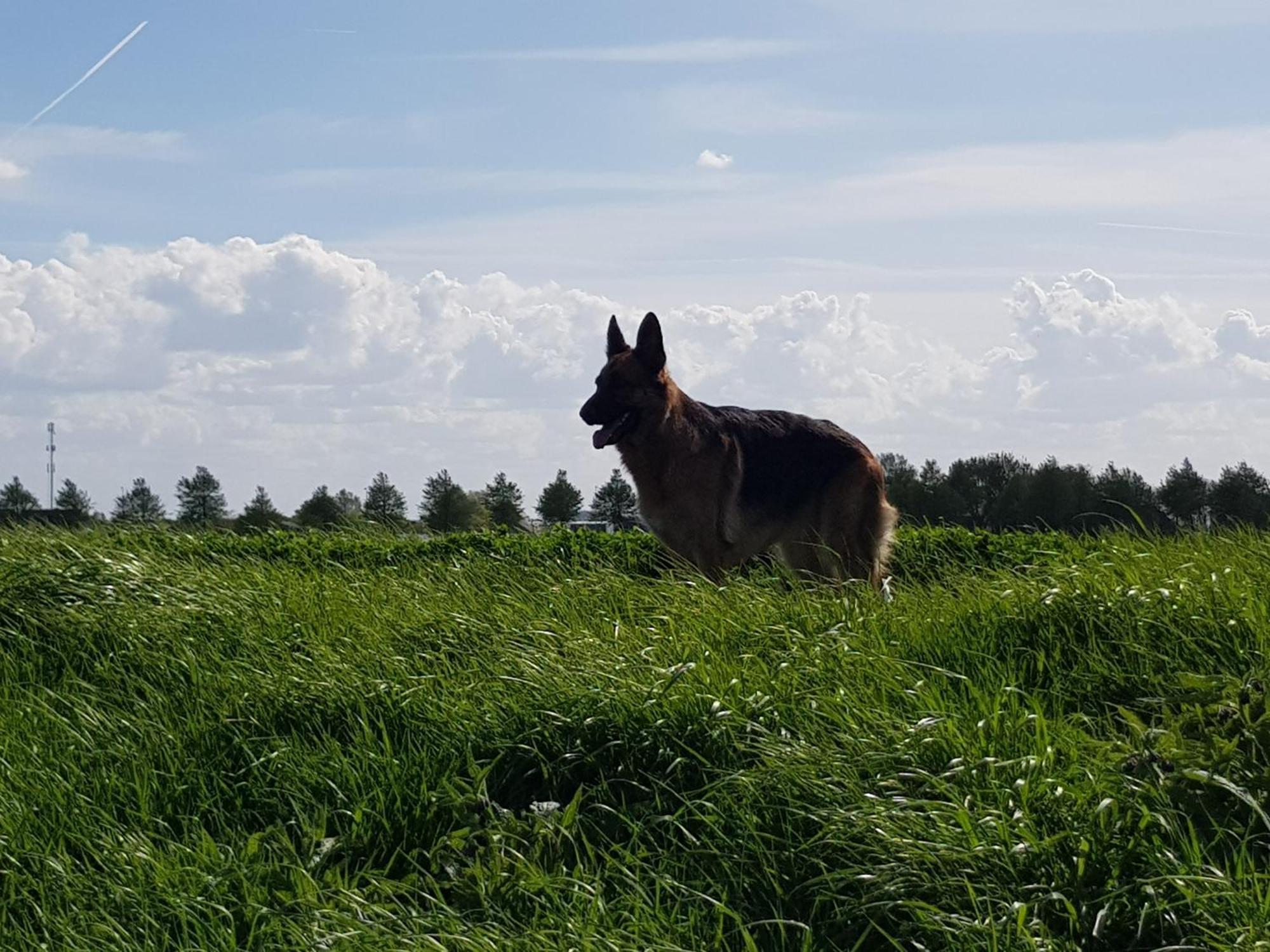 Vakantiehuis In Zeeland 圣安娜兰 外观 照片